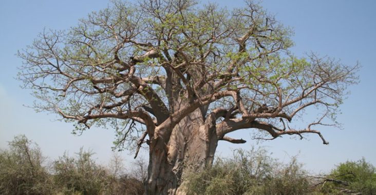 Baobab