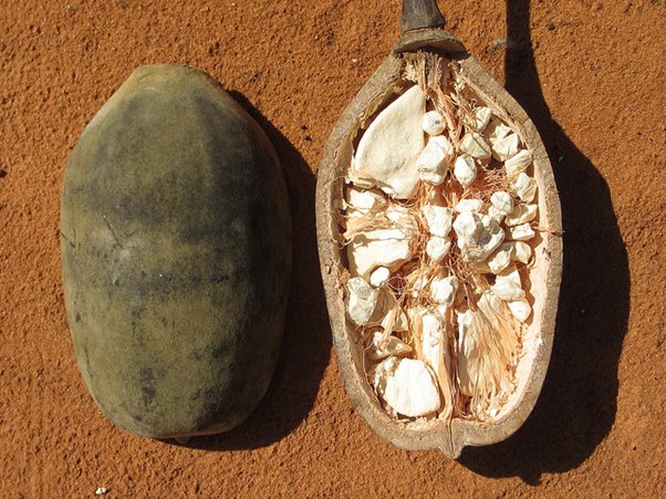 Frutto del baobab