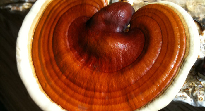 Reishi Ganoderma Lucidum